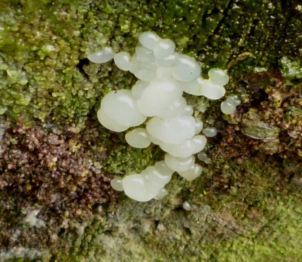 Crystal Brain Fungus NatureSpot