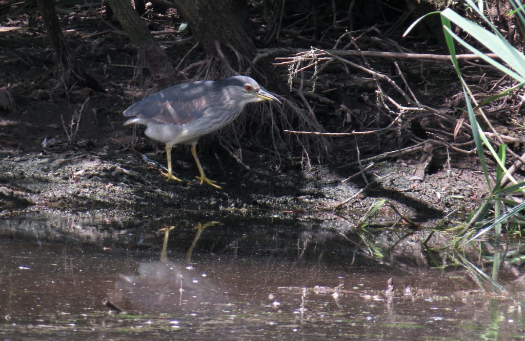 Black-crowned Night Heron | NatureSpot