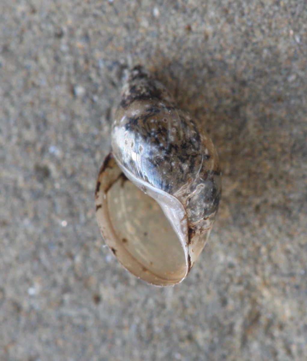 Common Bladder Snail | NatureSpot