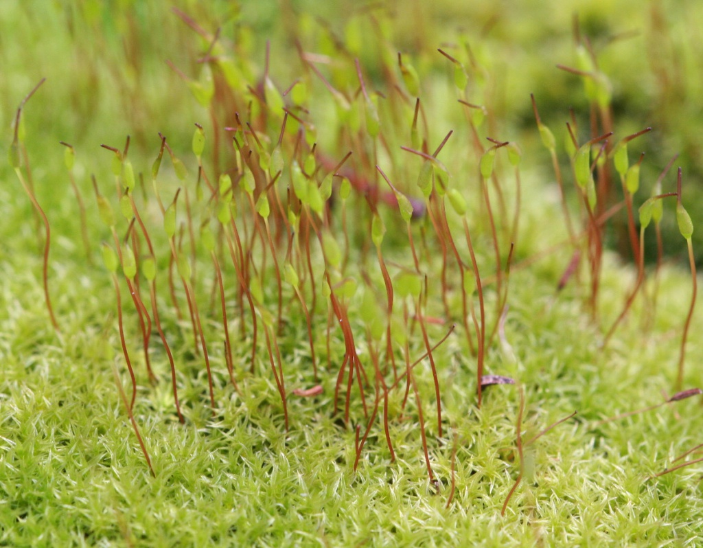 Redshank Moss NatureSpot