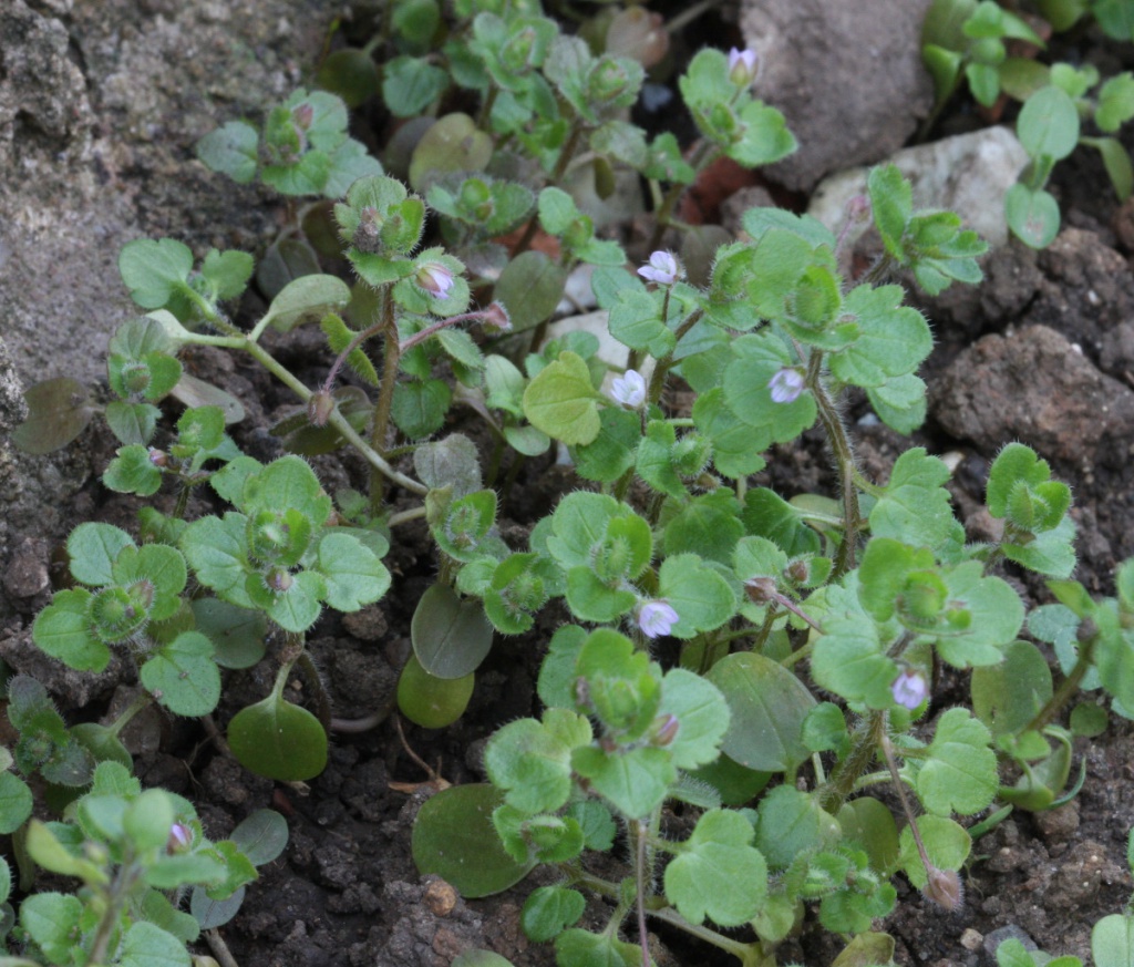 Ivy-leaved Speedwell | NatureSpot