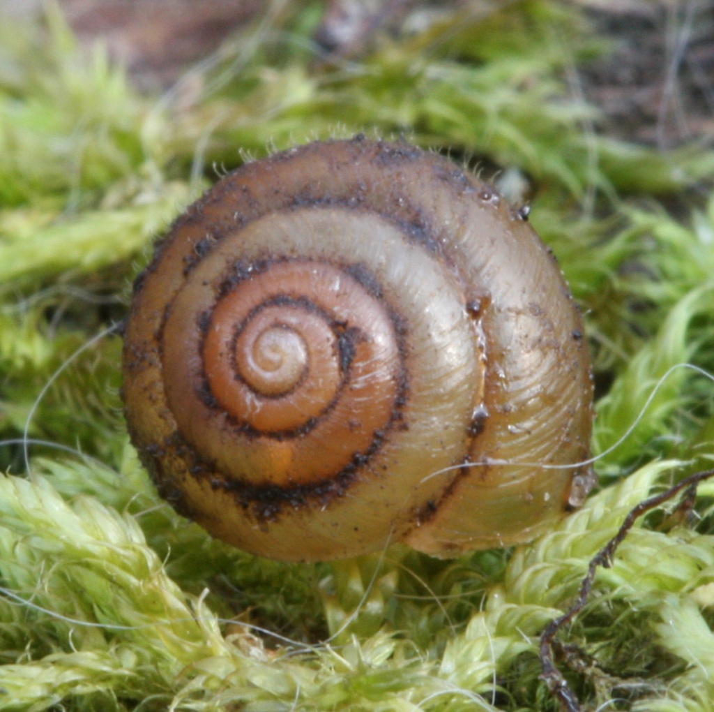 Hairy Snail | NatureSpot