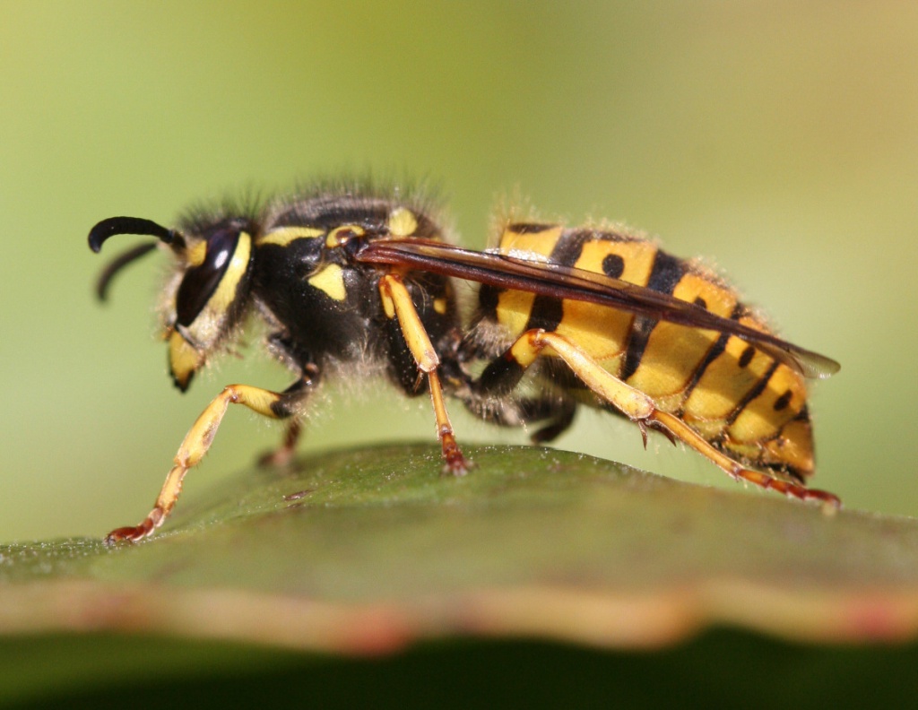 German Wasp | NatureSpot