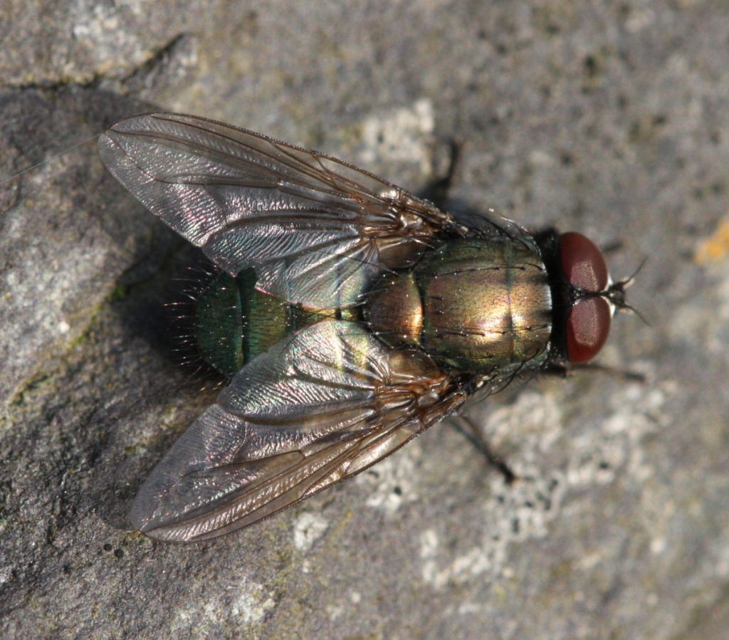 Eudasyphora cyanella | NatureSpot