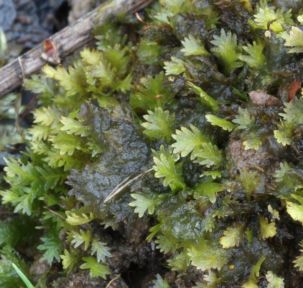 Fissidens Spp. (Adianthoides, Taxifolius, Bryoides) Rare Live Moss