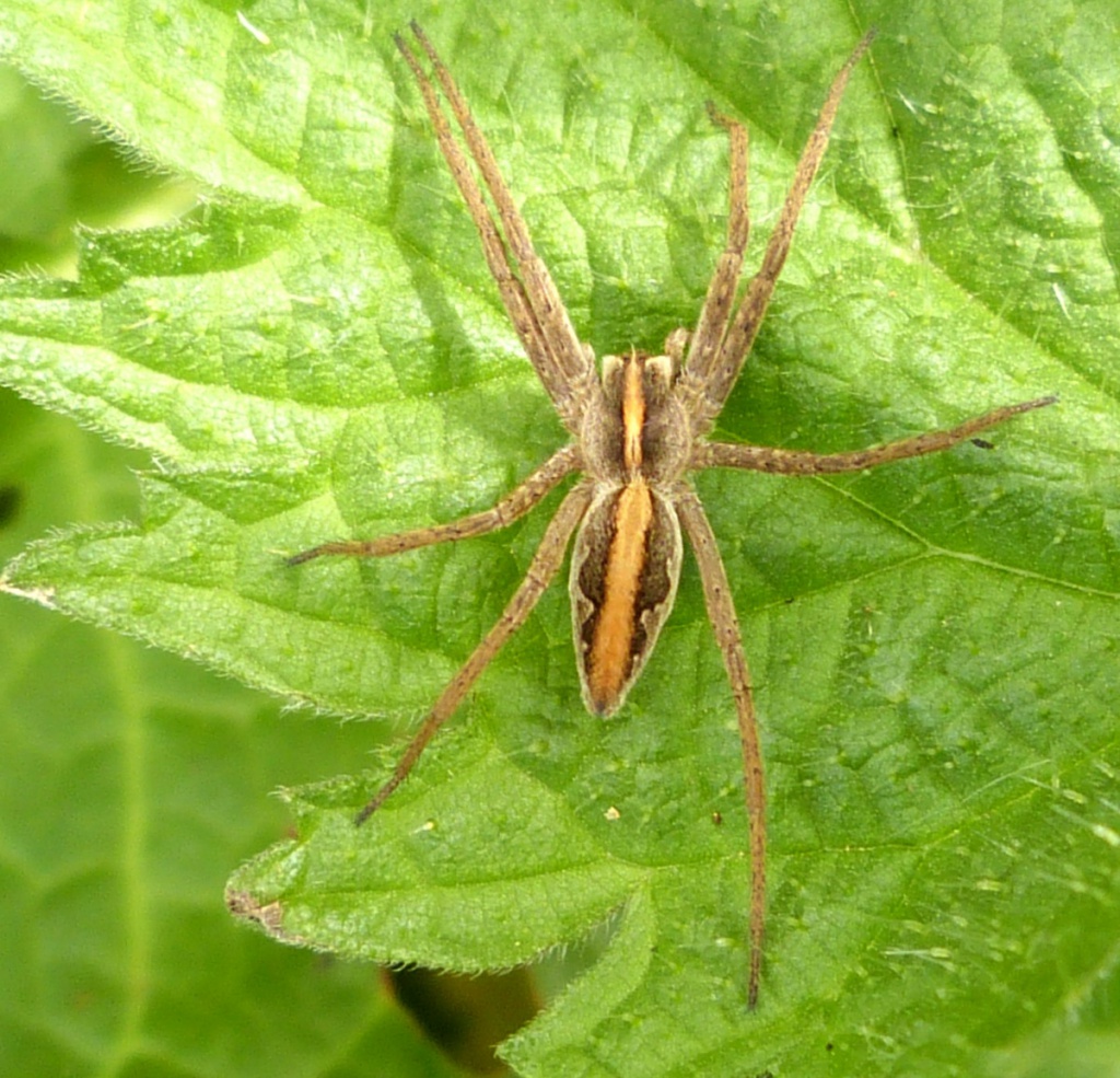 Nursery web spider  The Wildlife Trusts