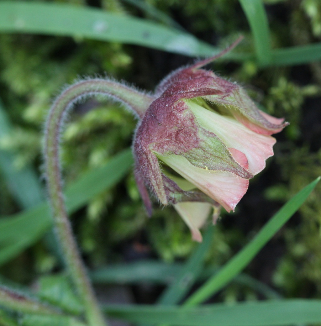 Water Avens | NatureSpot