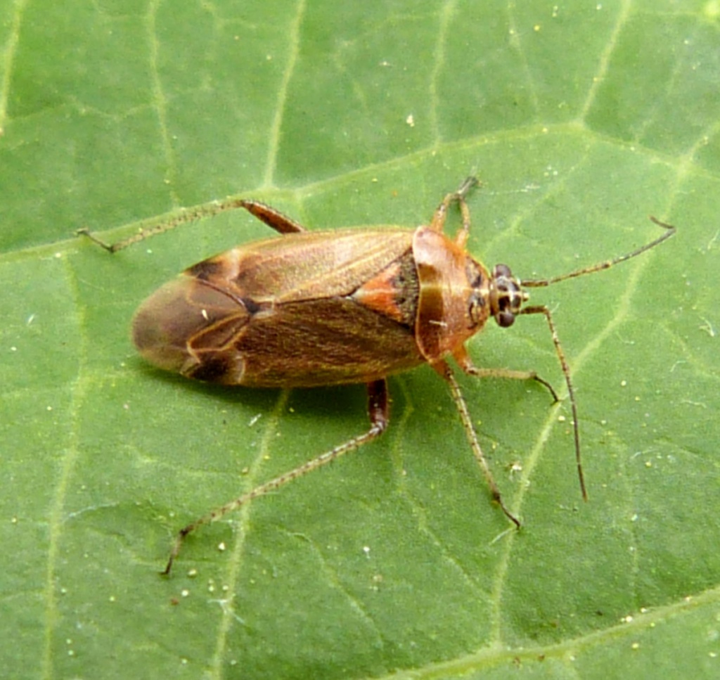 Harpocera thoracica | NatureSpot