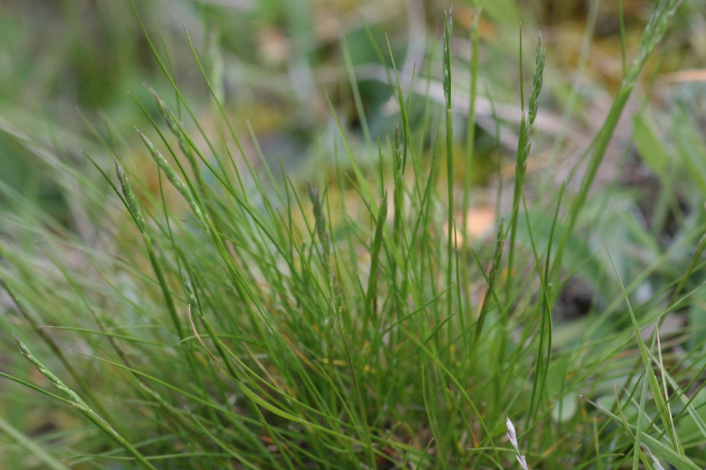 Sheep'sfescue NatureSpot