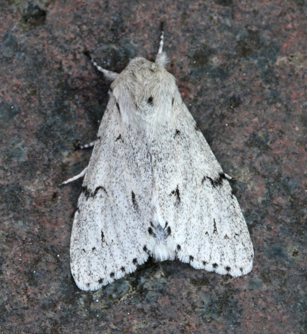 The Miller (Moth) NatureSpot