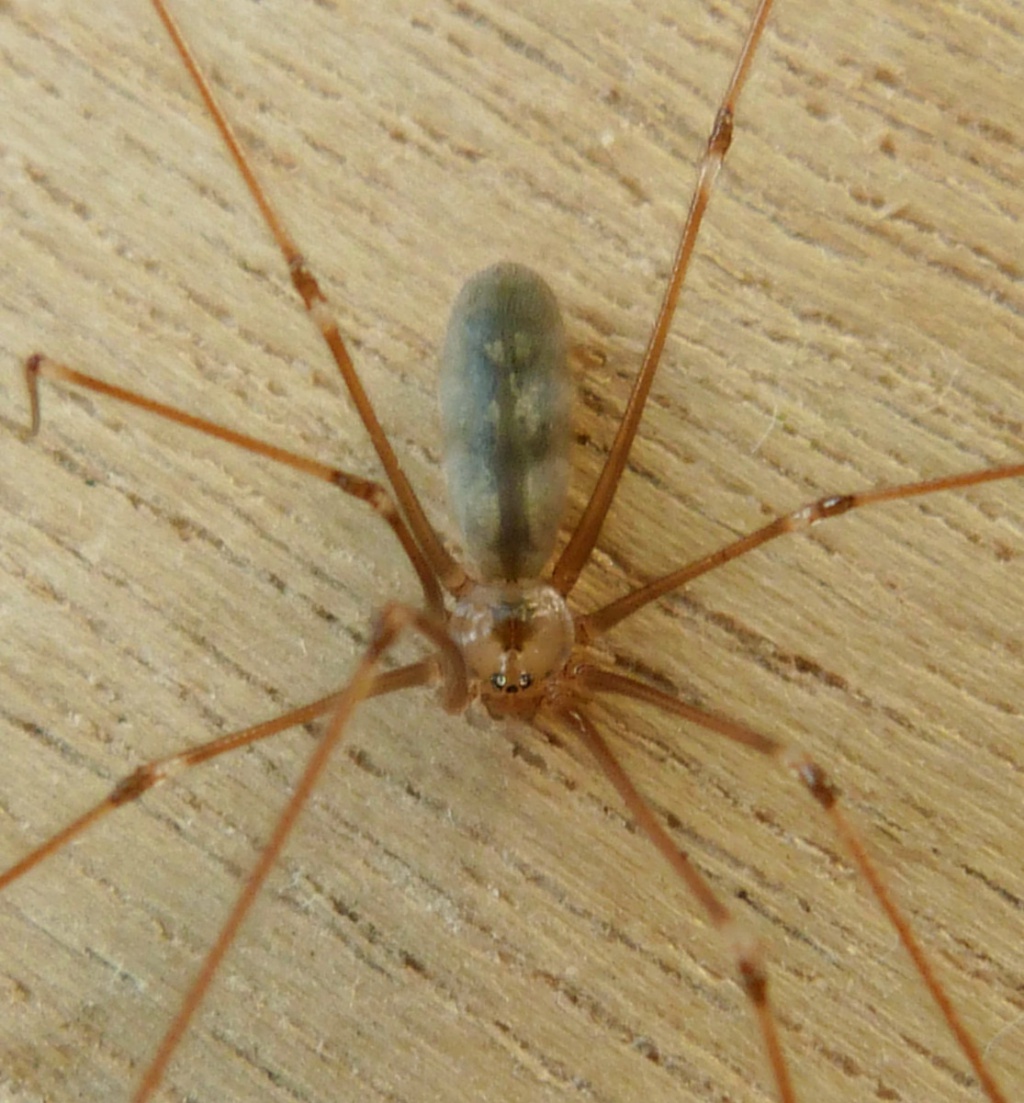 Female Daddy Long-legs Spider (Pholcus phalangioides) and eggs