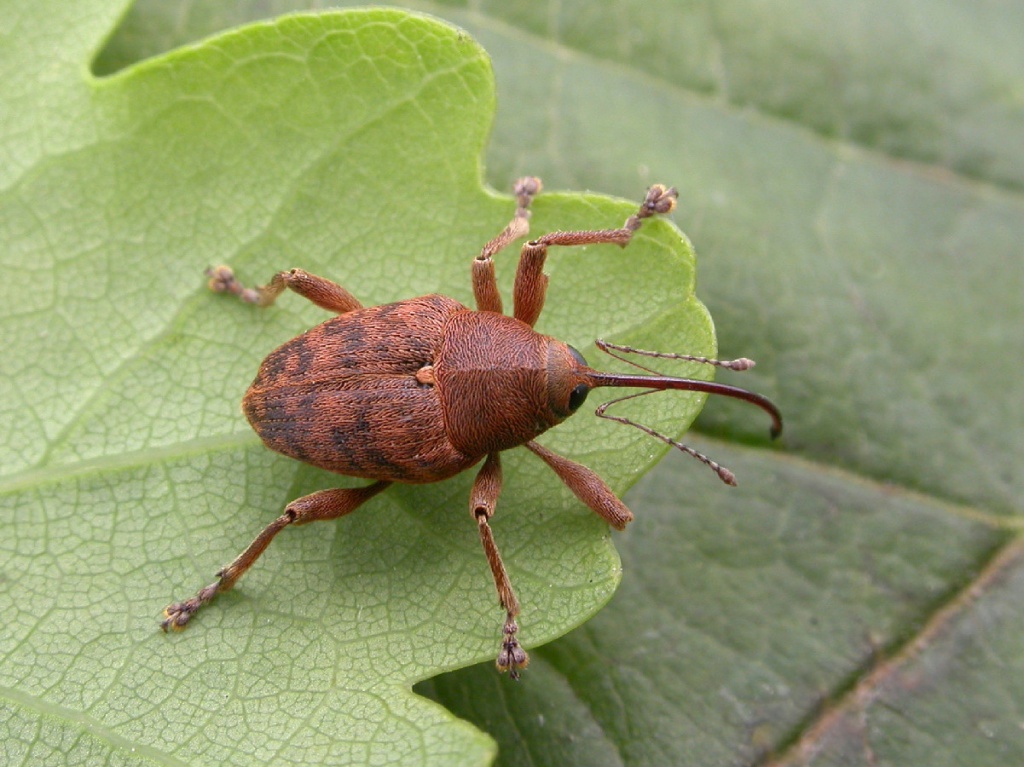 Acorn Weevil NatureSpot Acorn Weevil NatureSpot