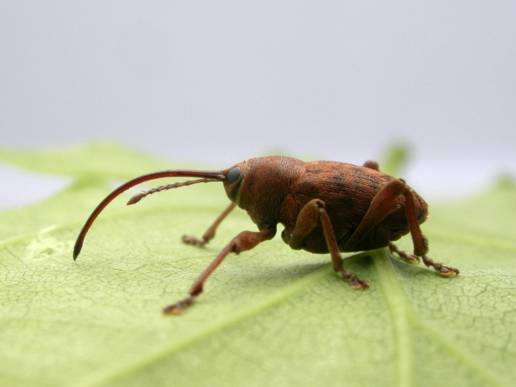 Acorn Weevil NatureSpot