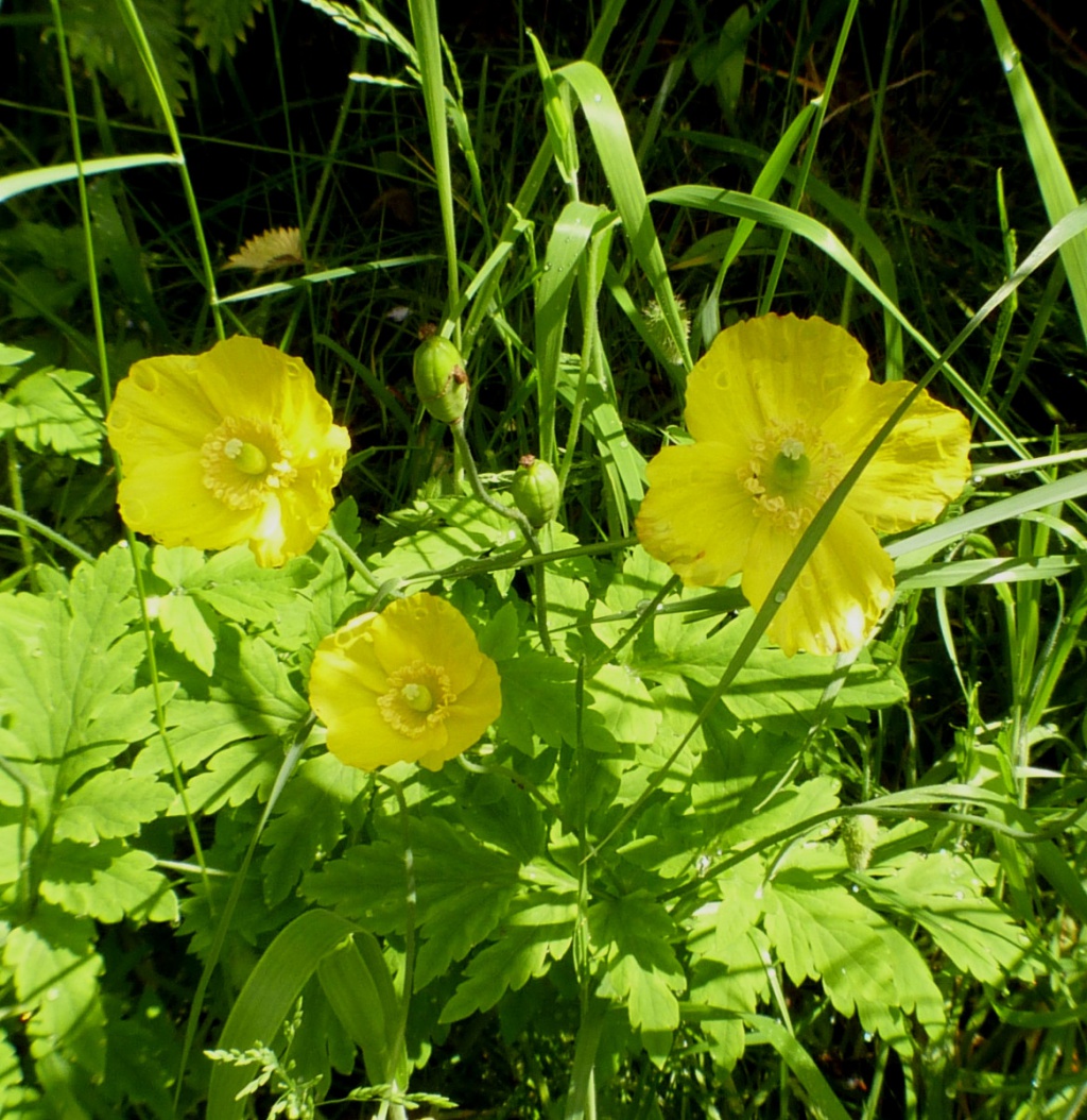 Welsh Poppy NatureSpot   P18pmh05162t31m1d1u7k1nni18a7k 