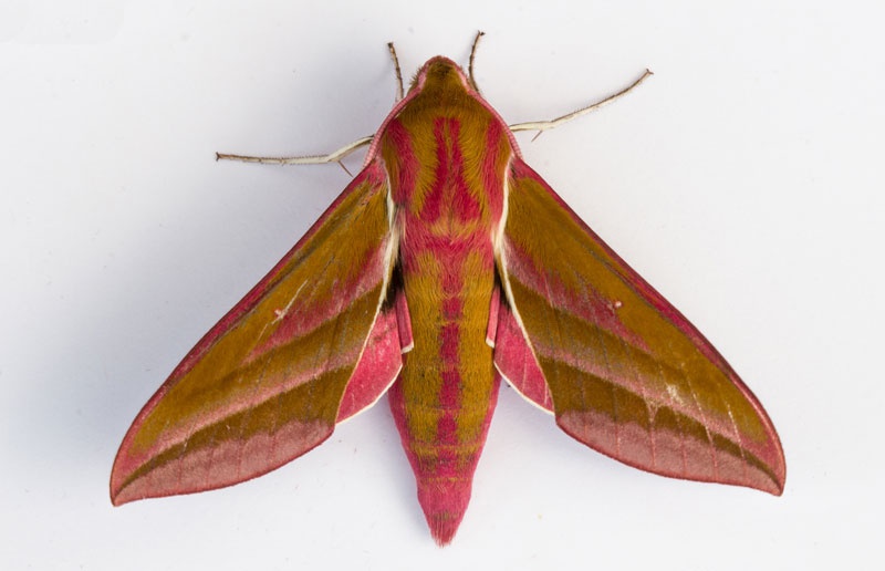 Elephant Hawk Moth Facts (Deilephila elpenor)