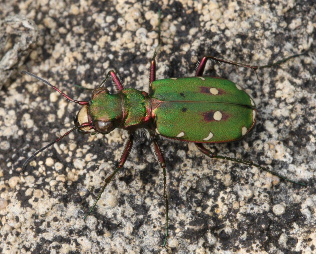 Green Tiger Beetle 