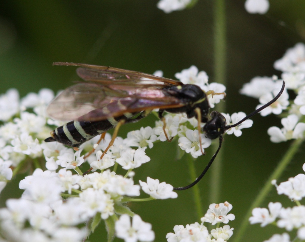 Hartigia xanthostoma | NatureSpot