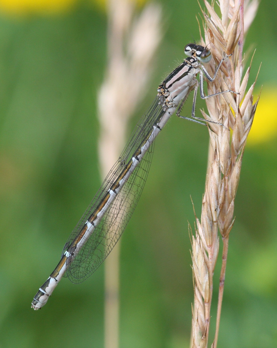 Blue on sale damsel fly