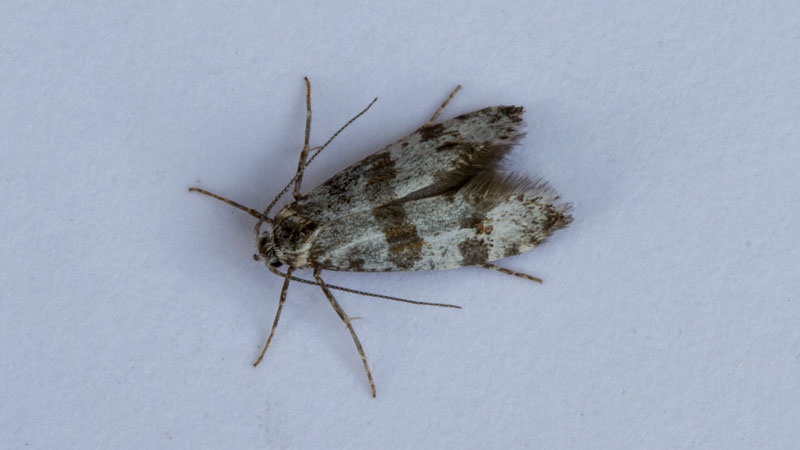 Hawthorn Moth | NatureSpot