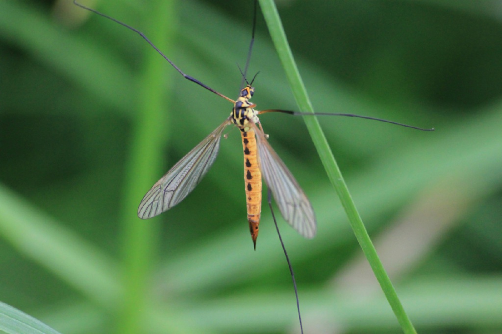 Tiger Cranefly | NatureSpot