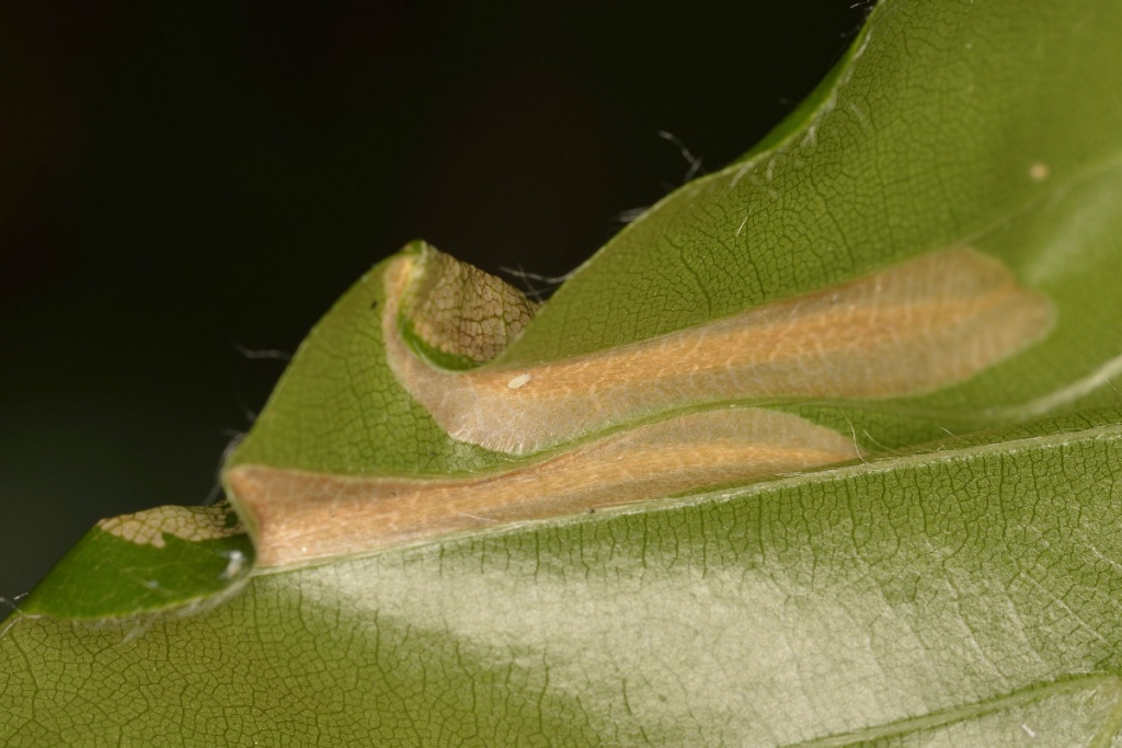 Phyllonorycter maestingella | NatureSpot