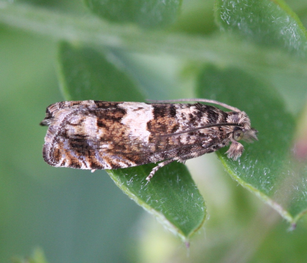 Epiblema costipunctana | NatureSpot