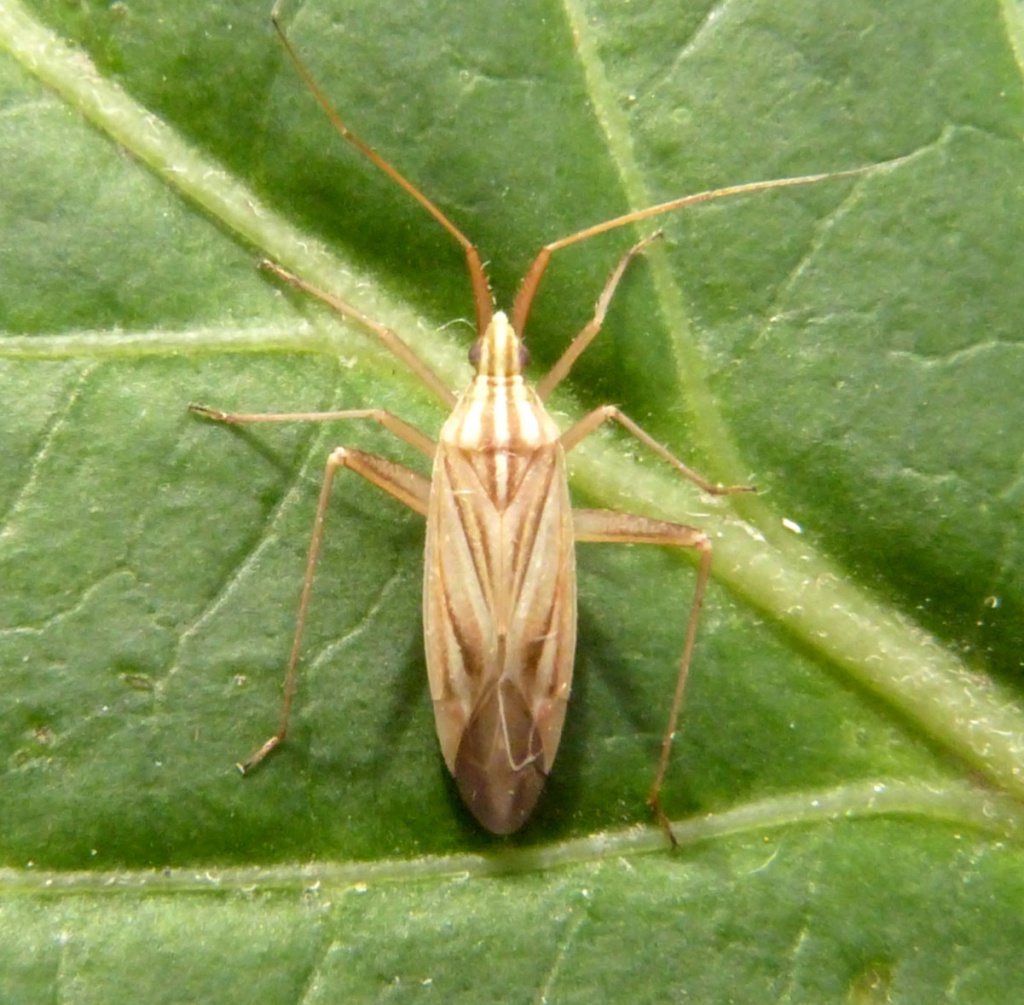 Miridius quadrivirgatus | NatureSpot