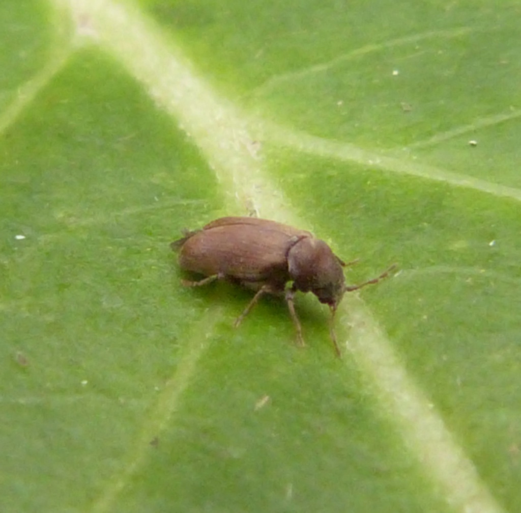 Common Furniture Beetle NatureSpot