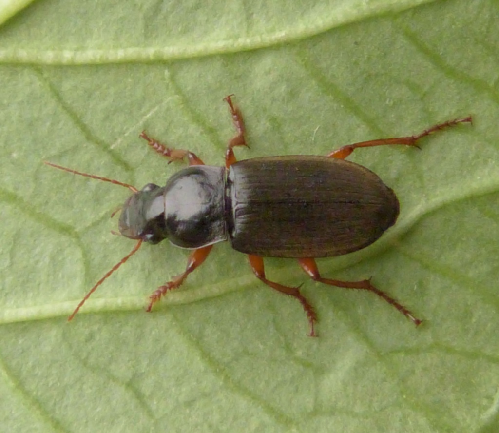 Strawberry Seed Beetle NatureSpot