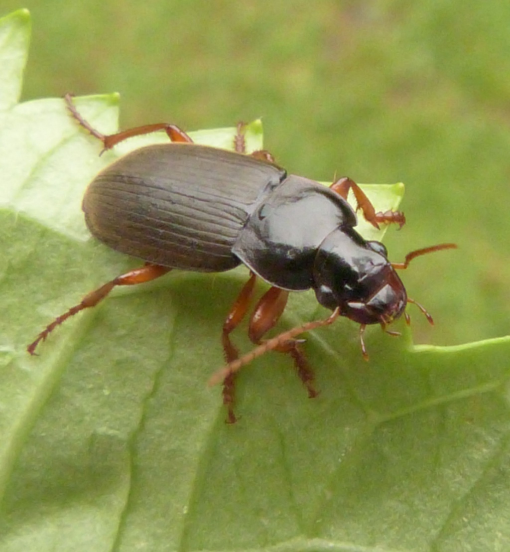 Strawberry Seed Beetle | NatureSpot