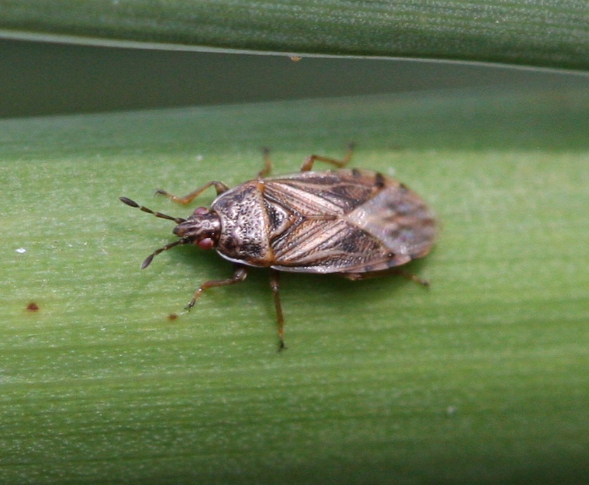 Bulrush Bug | NatureSpot