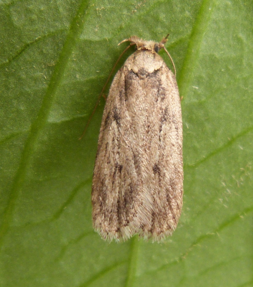 Parsnip Moth | NatureSpot