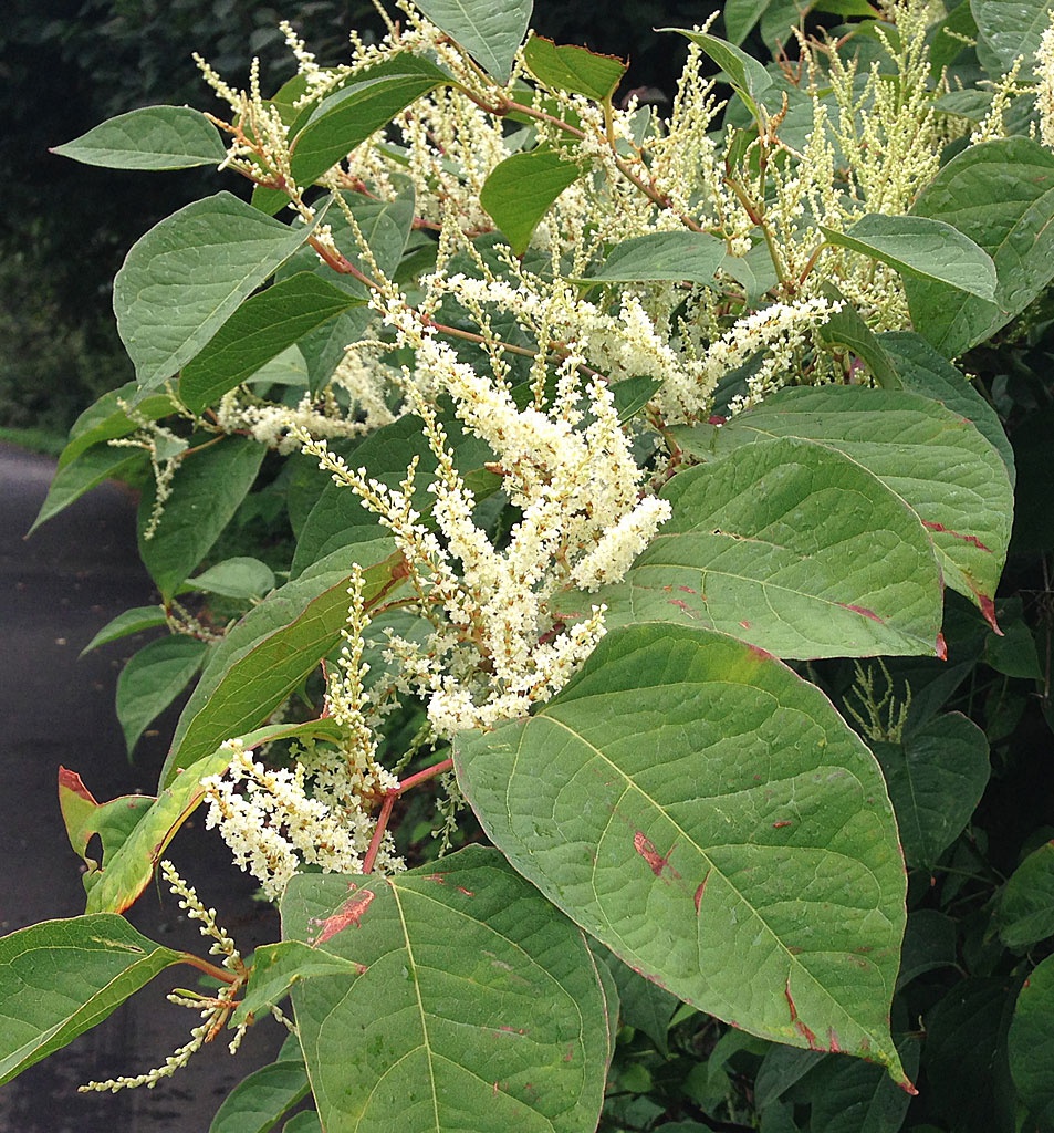 Japanese Knotweed | NatureSpot