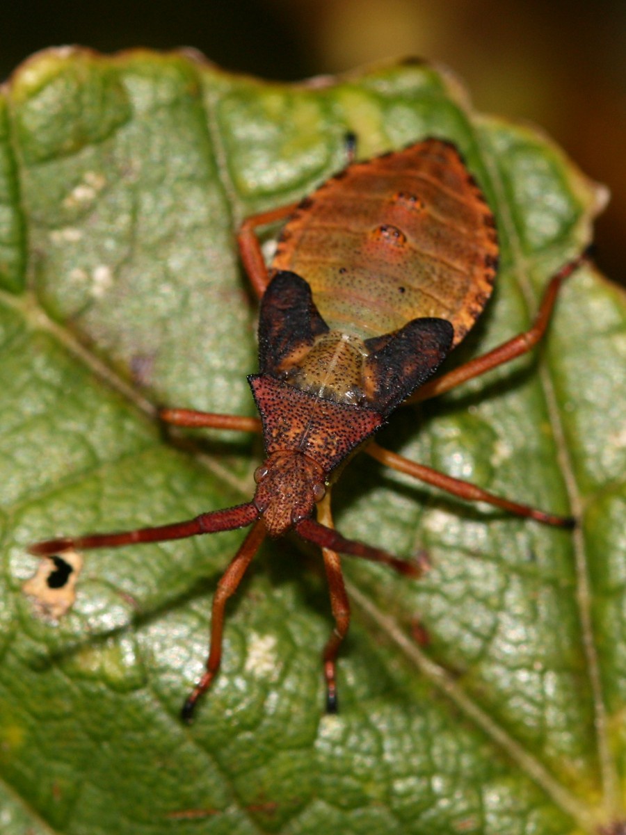 Box Bug | NatureSpot