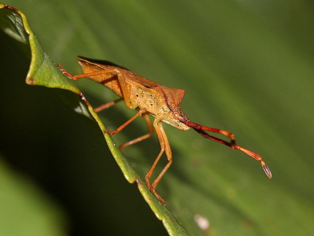 Box Bug | NatureSpot