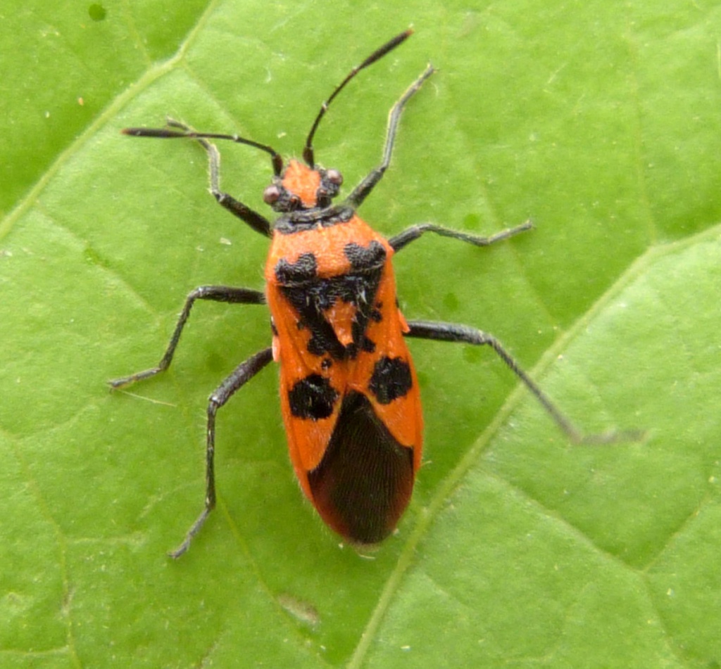 Cinnamon Bug | NatureSpot