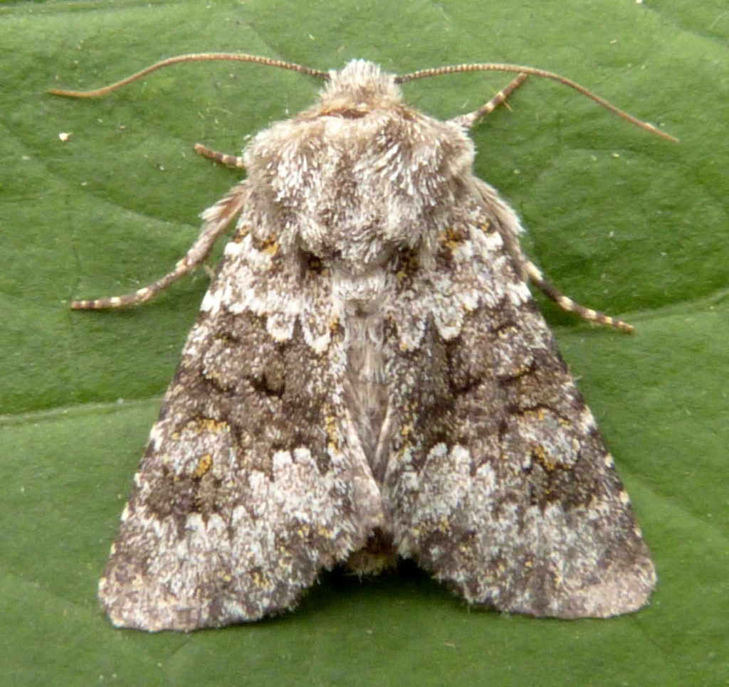 Small Ranunculus | NatureSpot