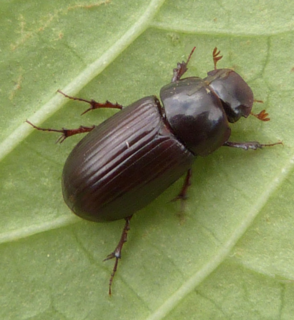 Acrossus rufipes NatureSpot