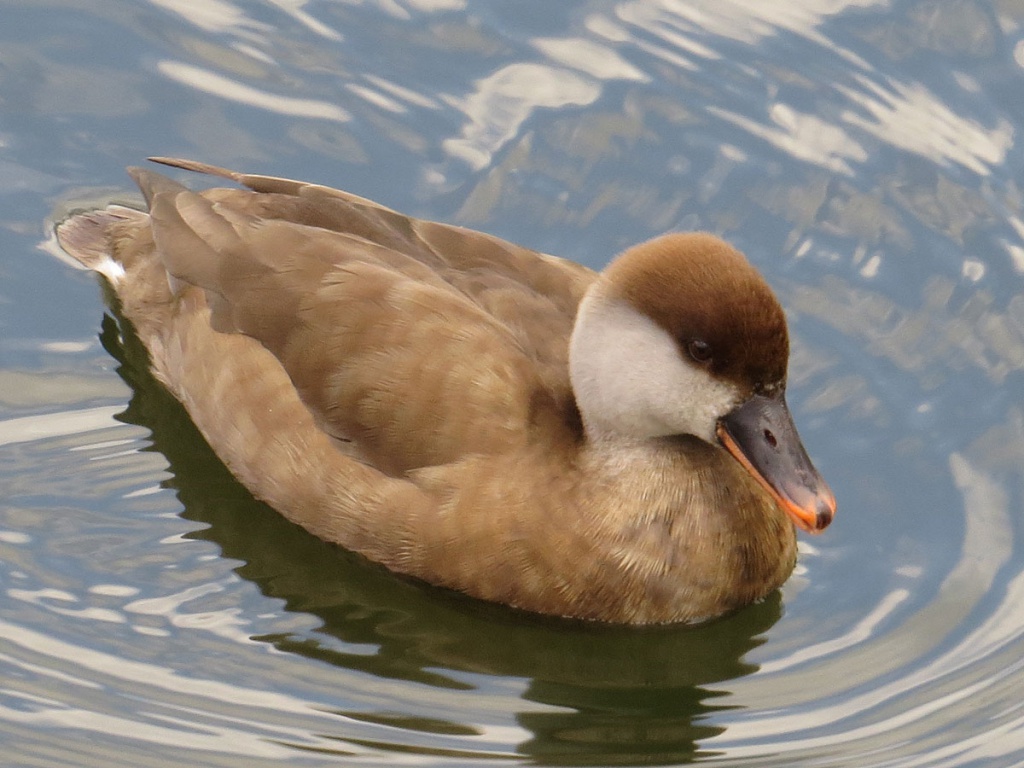 Red-crested Pochard | NatureSpot