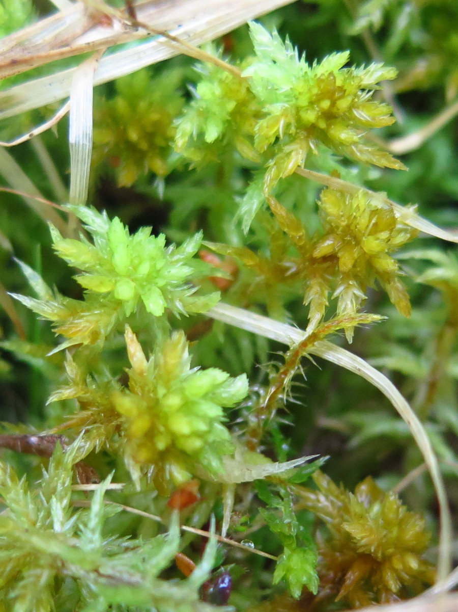 Golden Sphagnum Moss The Reptiles of Eden