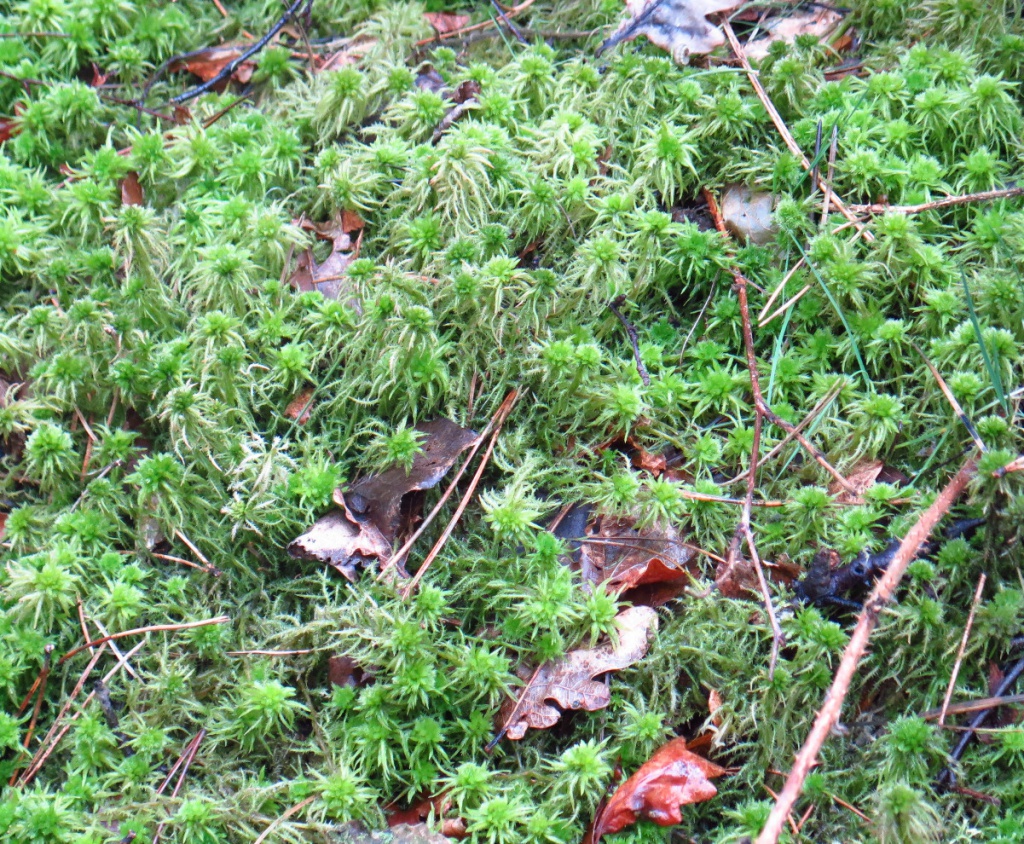 Sphagnum squarrosum (Spiky bog moss)