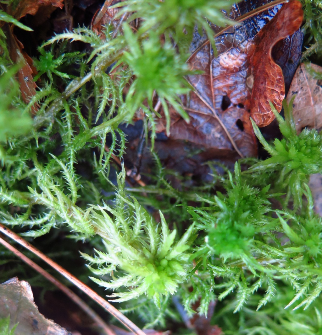 Sphagnum squarrosum (Spiky bog moss)