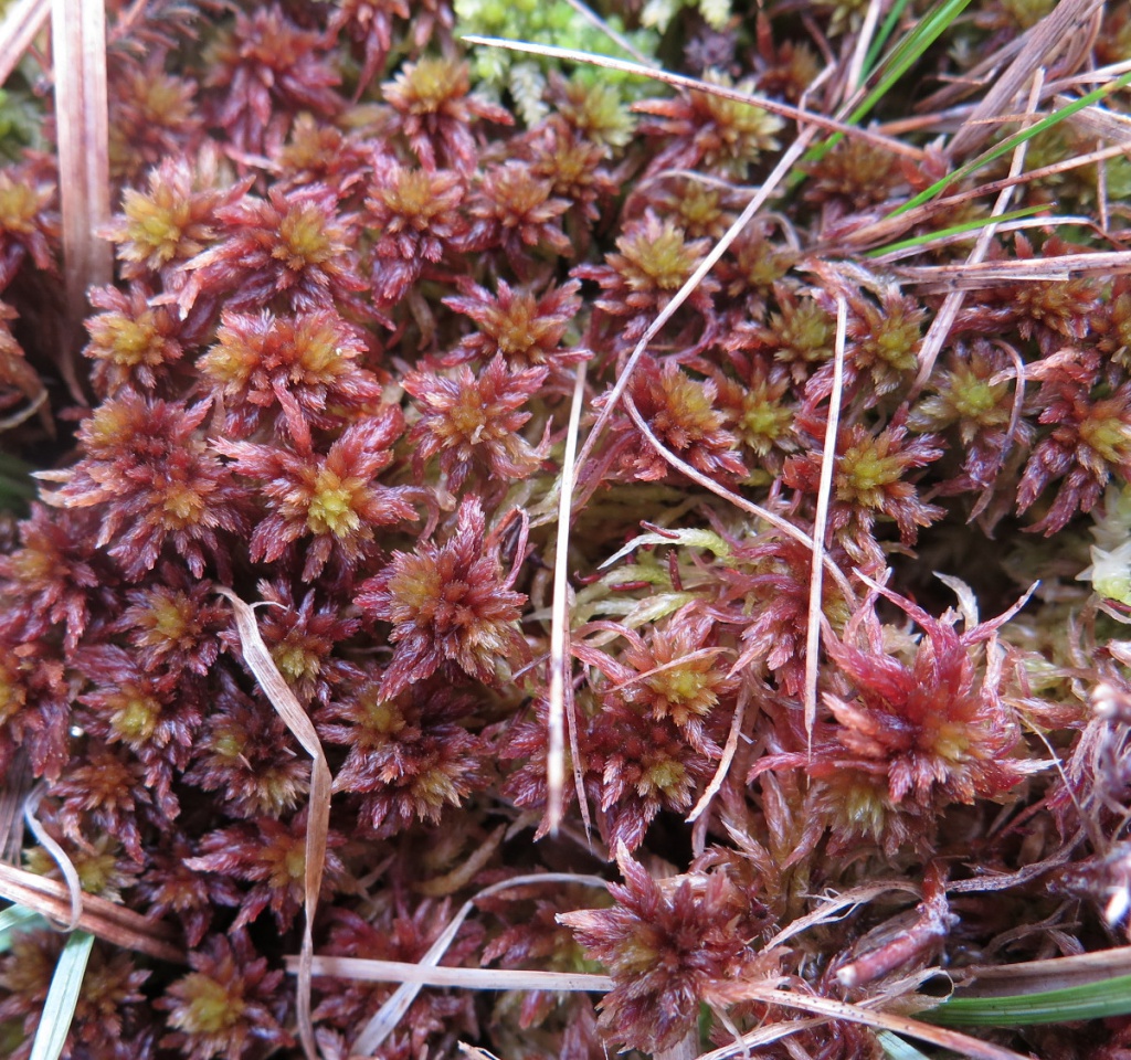 Sphagnum Capillifolium red bogmoss, northern peat moss, acute-leaved b –  Mosswholesale