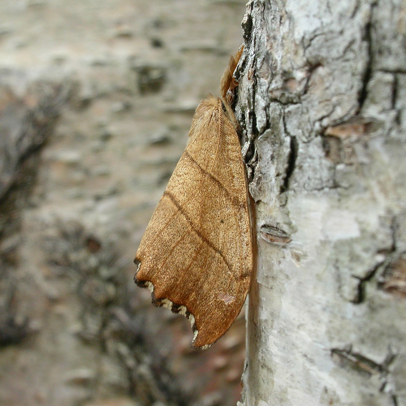 Scalloped Hook-tip | NatureSpot