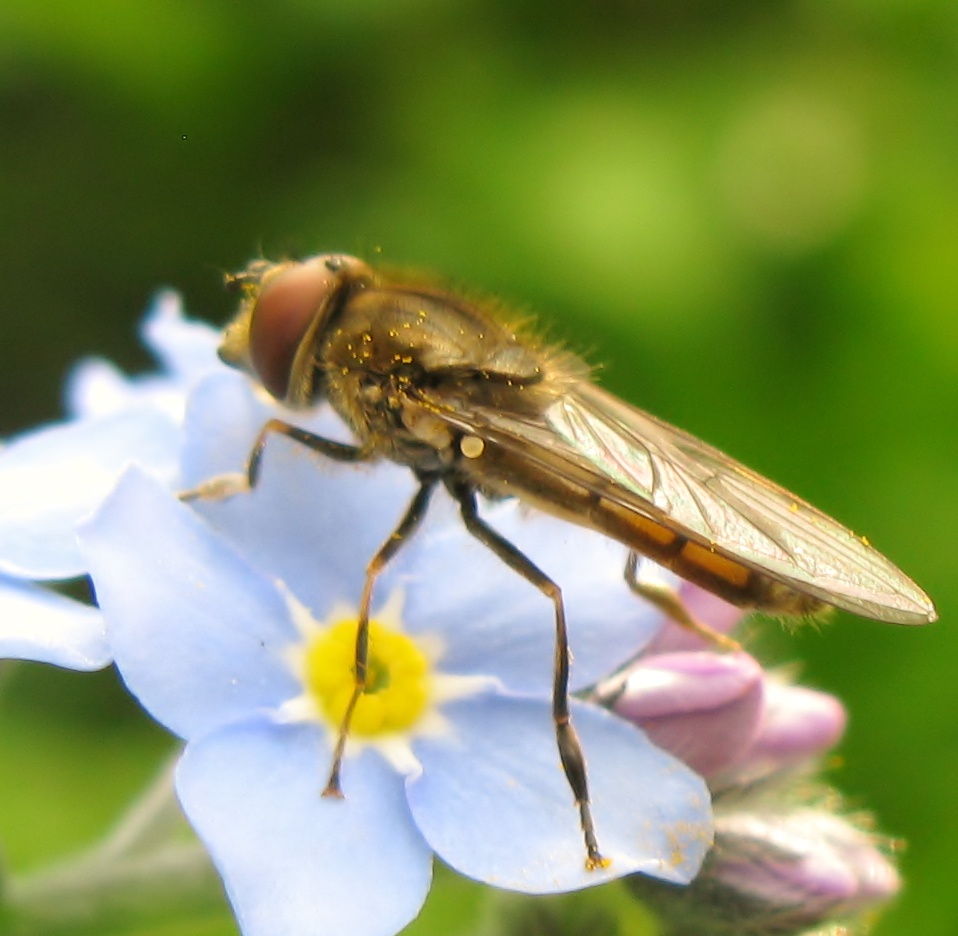 Platycheirus manicatus | NatureSpot