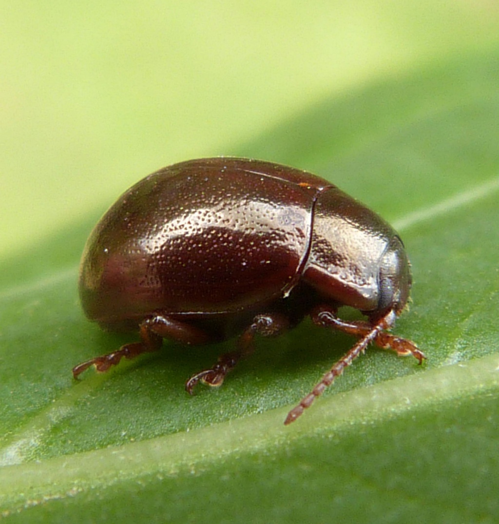 Chrysolina staphylaea | NatureSpot