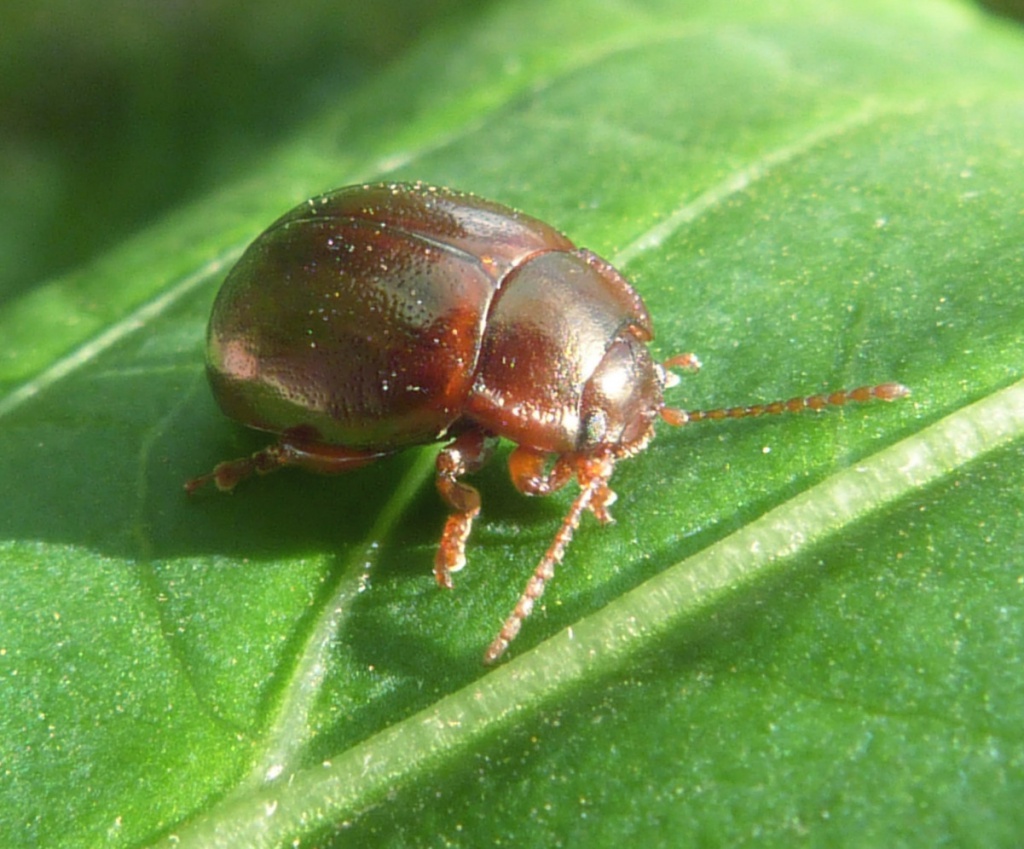 Chrysolina staphylaea | NatureSpot