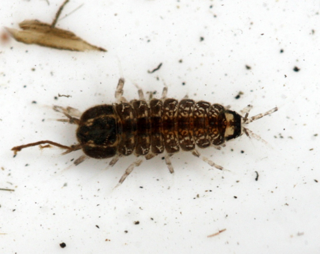 Two-spotted Water Hog-louse