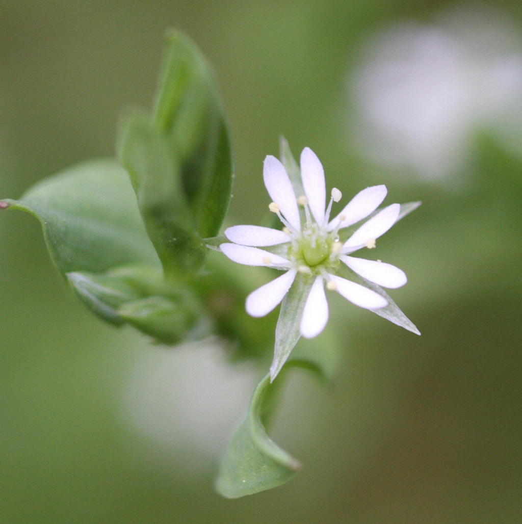 Bog Stitchwort 