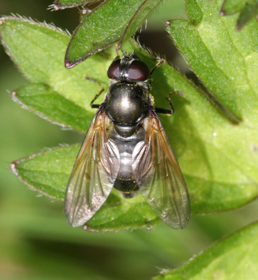 Cheilosia variabilis NatureSpot